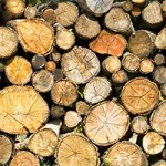 Stacks of Firewood for stoves