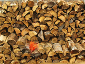 Stacked Logs Drying